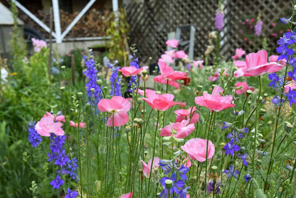pink poppies and larkspur in the garden