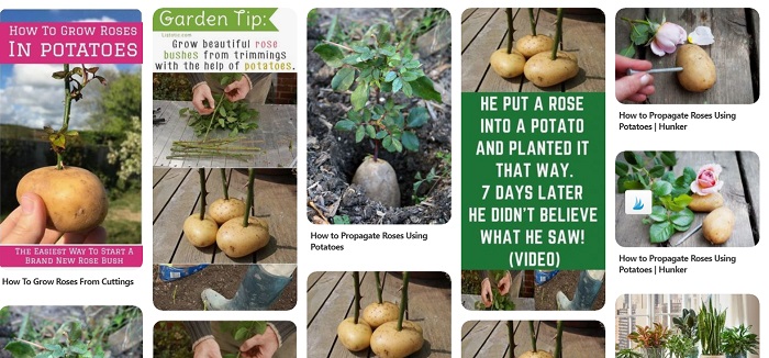 Pinterest collage roses in potatoes