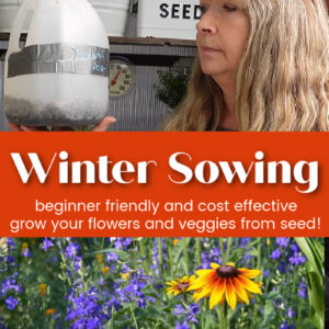 woman with milk jug winter sowing container, larkspur with rudbeckia blooming in garden with text overlay, Winter Sowing, beginner friendly and cost effective, grow your flowers and veggies from seed