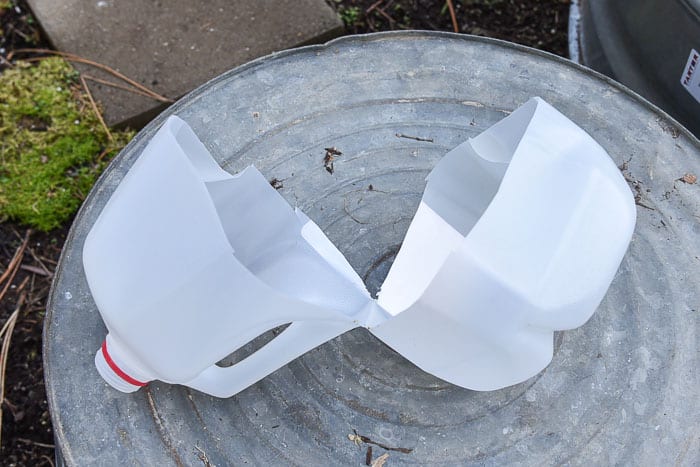 winter sowing of seeds, milk jug cut