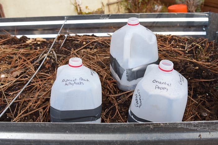 winter sowing containers out in the garen