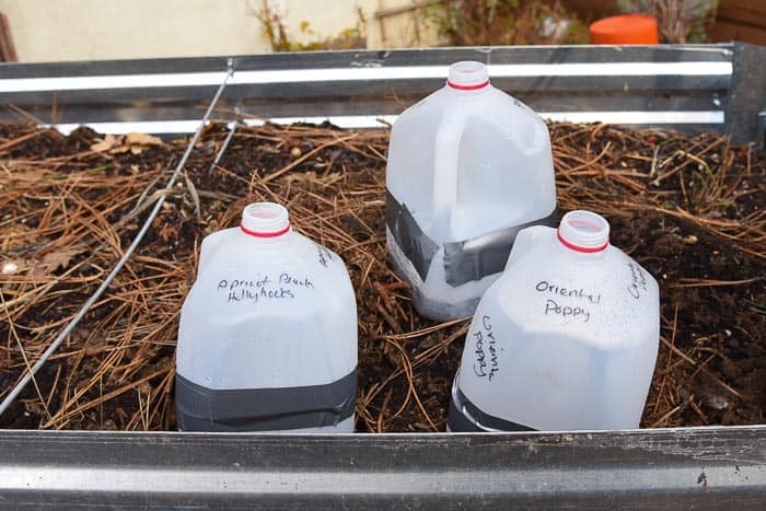 Winter Seed Sowing in Old Milk Jugs