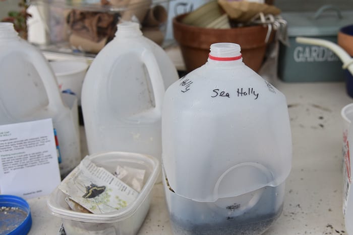 milk jugs turned into mini greenhouses for winter sowing seeds