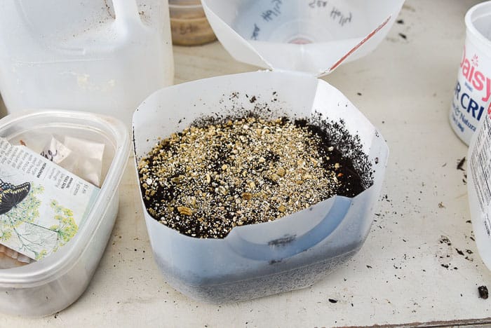 winter sowing seeds filled with soil