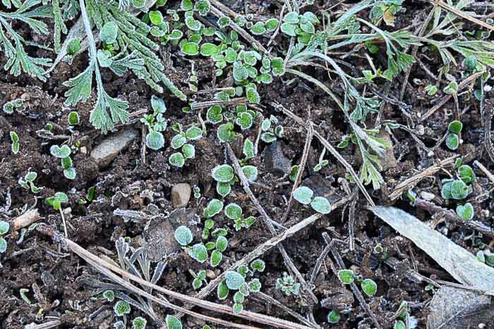 winter sowing of seeds, larkspur and california poppy seedlings