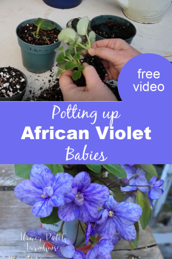 African violets with text overlay, Potting up African Violet Babies, Flower Patch Farmhouse