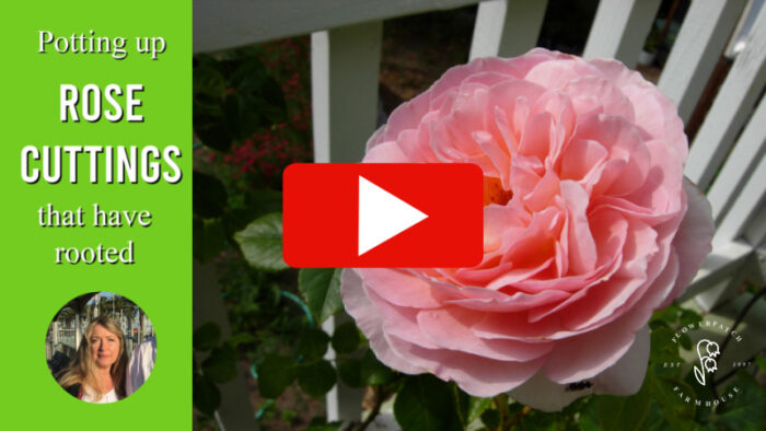 Planting Rooted Rose Cuttings - Flower Patch Farmhouse