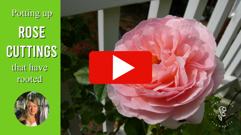 pink rose with text overlay: potting up rose cuttings that have rooted, photo of pamela of flower patch farmhouse dot com and youtube play button