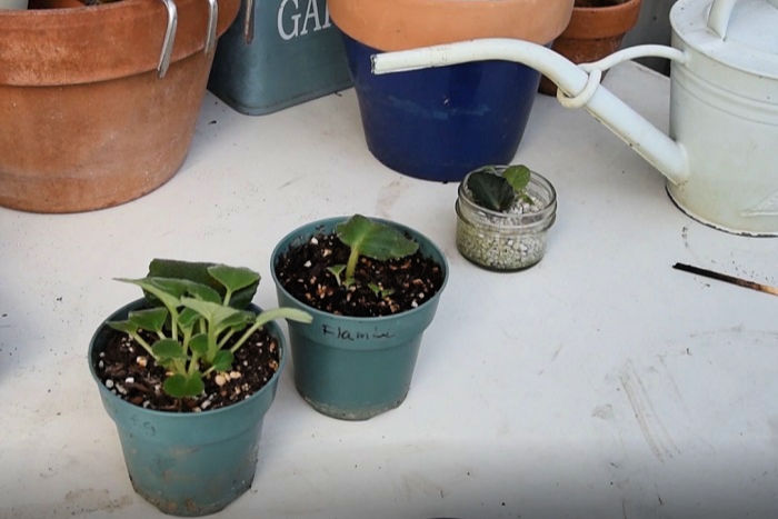 Rooted african violet babies, rooted cuttings