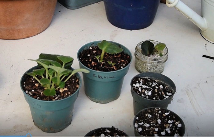 potting rooted african violet babies and pots of soil