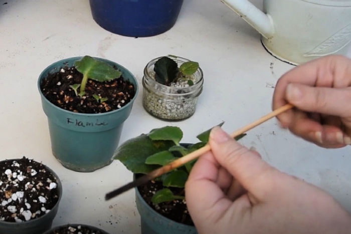 Bamboo skewer used to lift African violet babies from pot