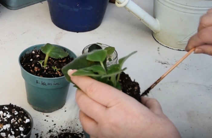 Lifting african violet leaf cutting with babies out of pot with bamboo skewer