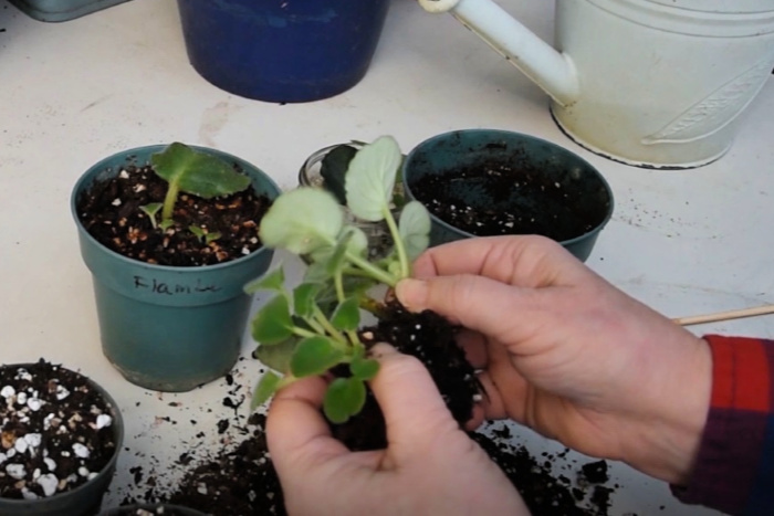 Pulling apart African Violet babies roots 