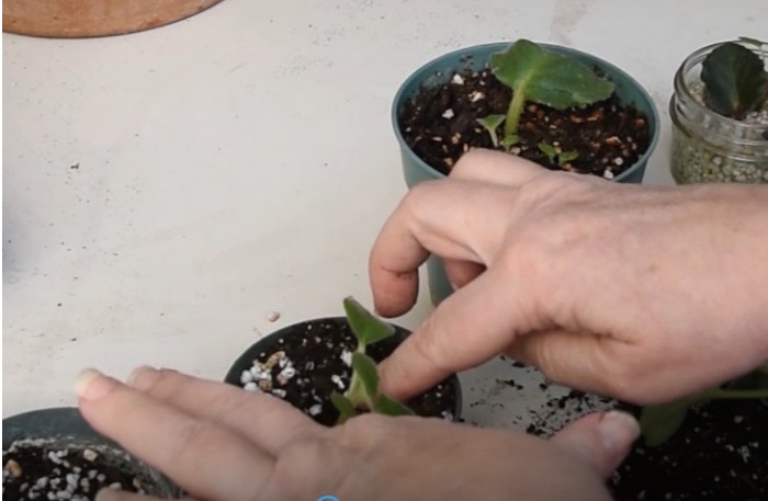 Potting up African Violet baby