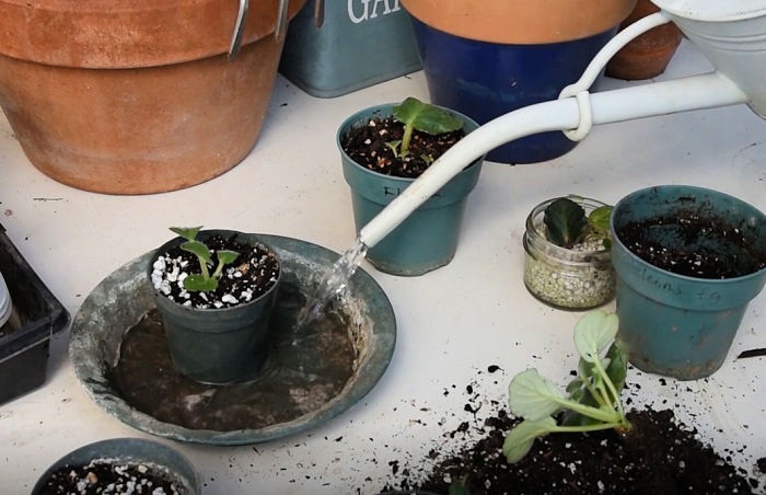 Bottom watering newly potted african violet baby