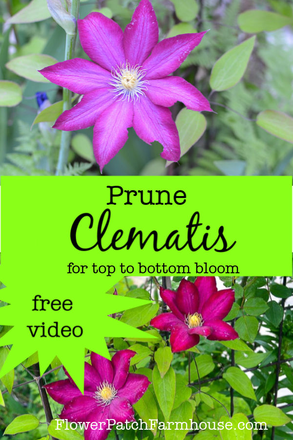 two clematis with text overlay, prune clematis for top to bottom bloom, free video. 