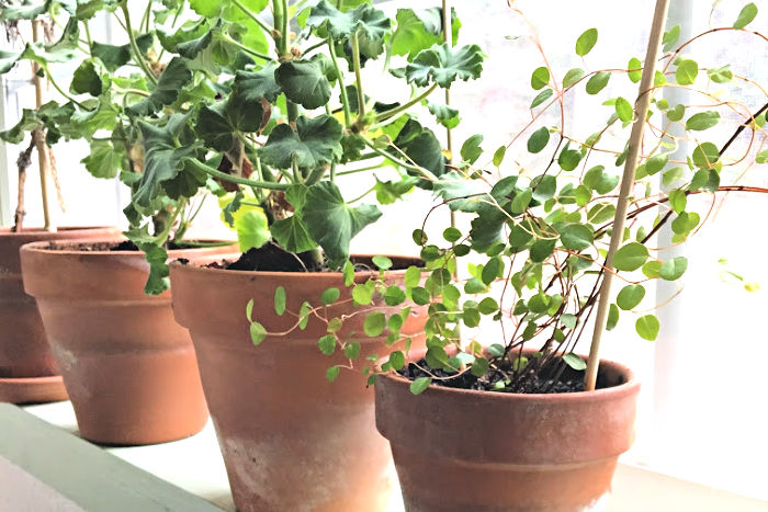 plants in terra cotta pots on windowsill