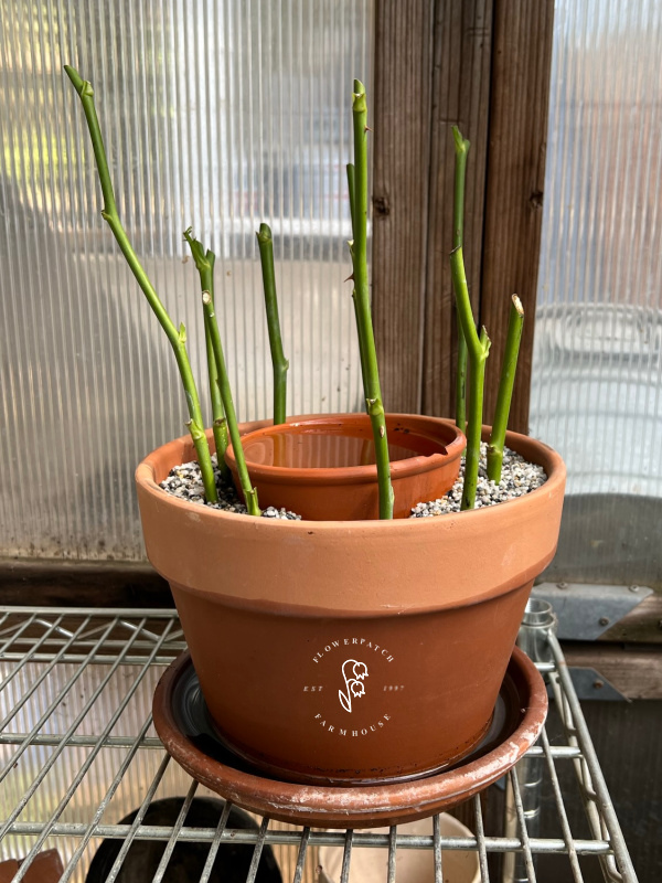 rose cuttings in two layer  terra cotta pots with sand and water