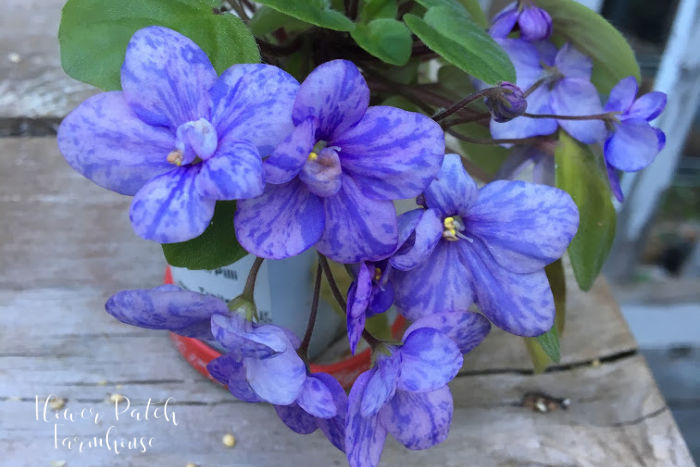 Potting African Violets babies