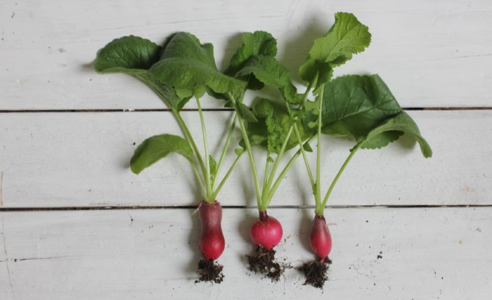 radishes, grow a vegetable container garden