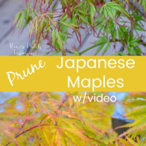 Japanese maples in different colors, text overlay Prune Japanese maples w/video Flower Patch Farmhouse