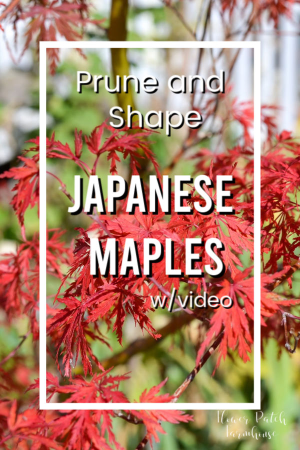 Red Japanese Maple tree with text overlay, Prune and Shape Japanese Maples w video