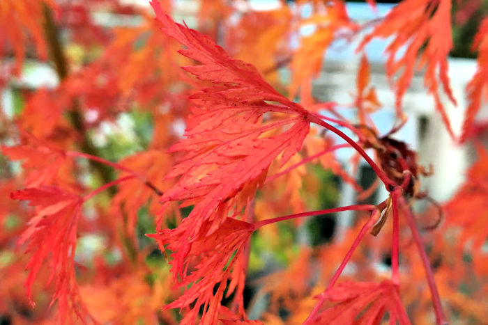 Prune and Train Japanese Maples