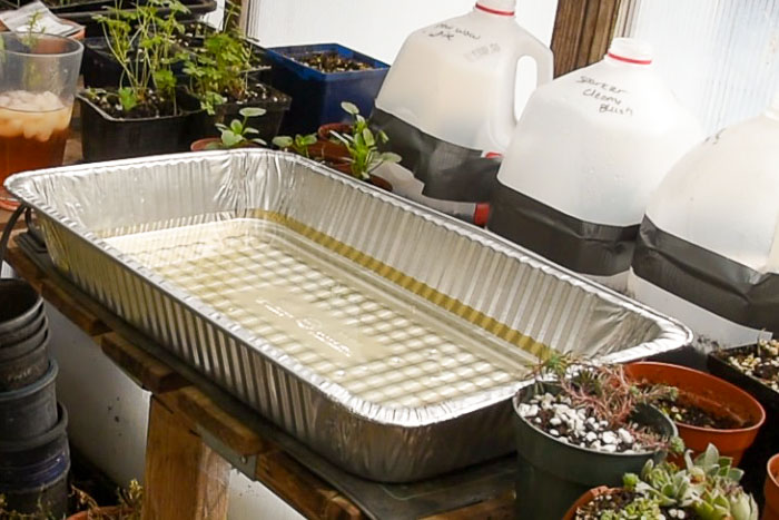 recycled aluminum pan used as a bottom water tray for seed starting