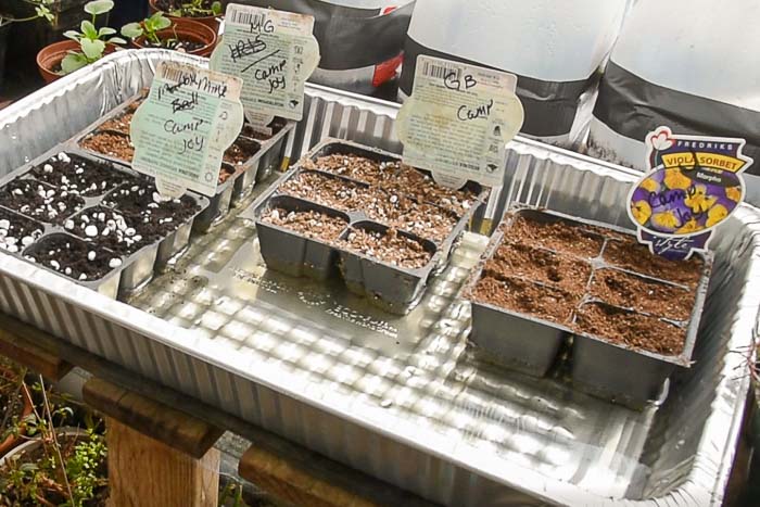 6 pak plant containers with seeds getting bottom watered