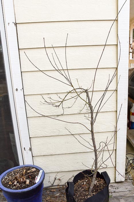 dormant Japanese Maple Tree about to get pruned and shaped