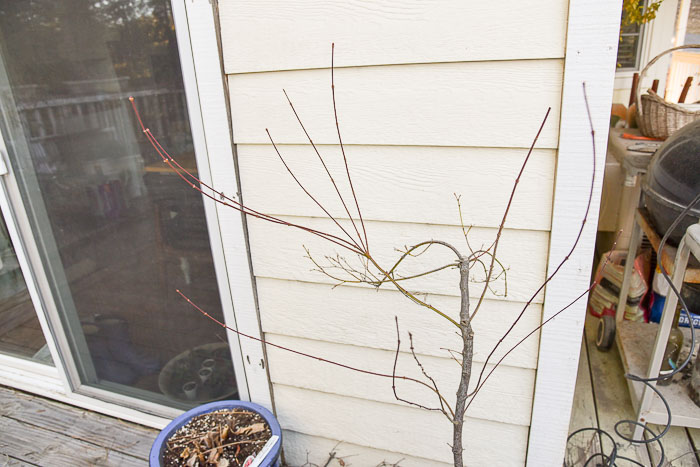 Canopy of Japanese Maple that is dormant