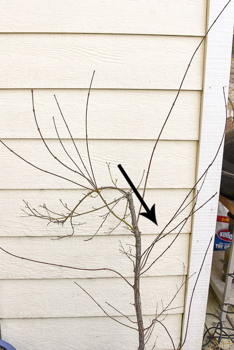 Limbs crossing or too close together on a Japanese Maple tree needing to be pruned.