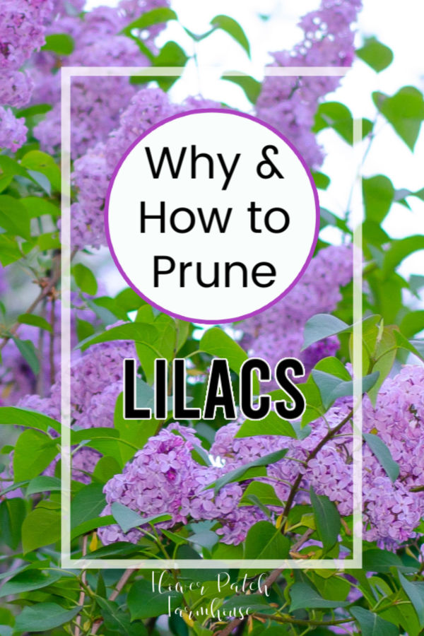 Lilacs with text overlay, why and how to prune lilacs