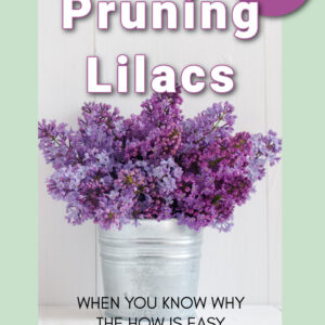 bucket of lilacs sitting in front of a white wall, text overlay reads, pams flower patch, why and how, pruning lilacs, when you know why the how is easy, press here to prune with confidence