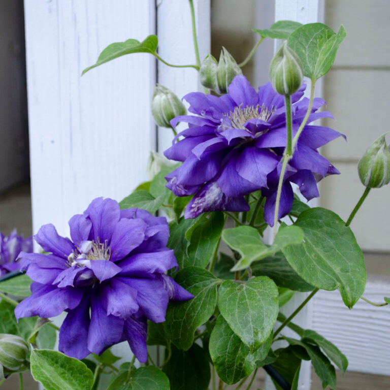 Prune Clematis for Top to Bottom Blooms