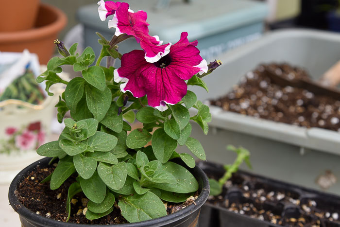 pink petunia to take cuttings to grow petunias from cuttings