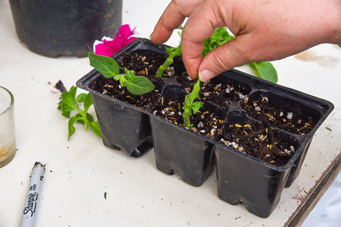 sticking petunia cutting into soil