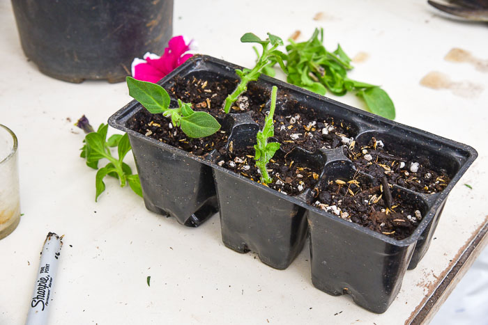 cuttings in 6 pack container