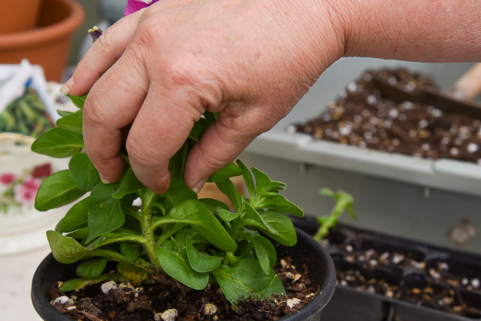 stem of petunia for cutting