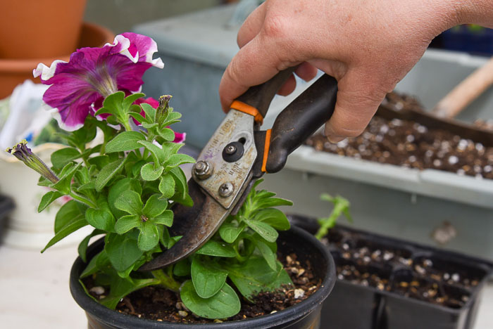 cut petunia stem below leaf node