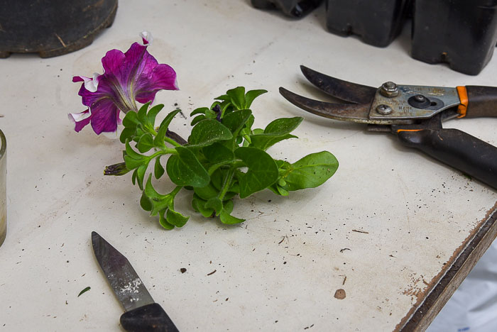 petunia cutting on potting bench