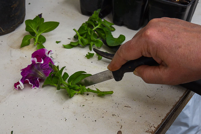 cutting leaves off petunia stem