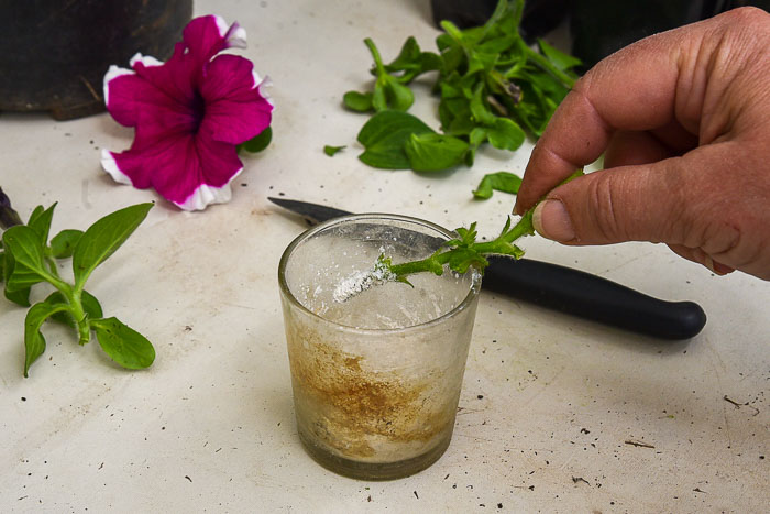 dipping petunia cutting into rooting hormone