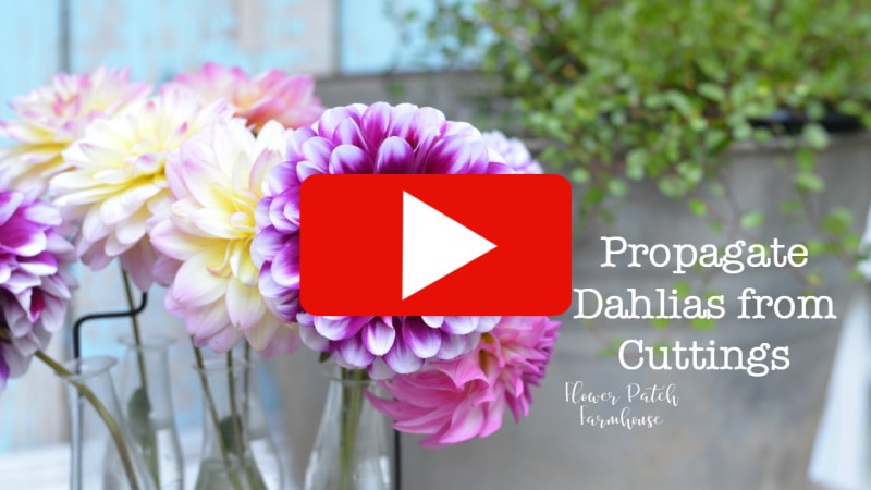 dahlias in vase next to bucket, text overlay, Propagate Dahlias from Cuttings, arrow play butting for YouTube