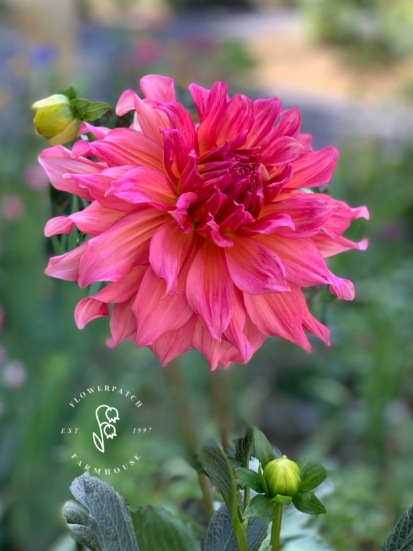 fuchsia pink dahlia with buds