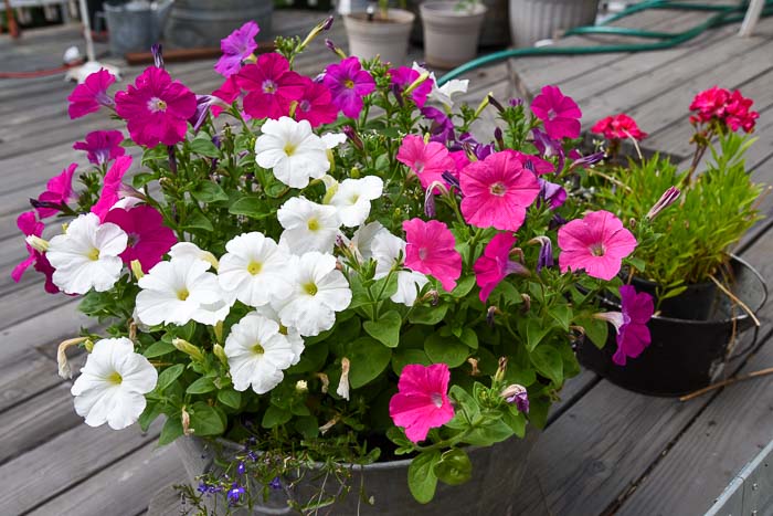 grow petunias from cuttings and fill a galvanized tub