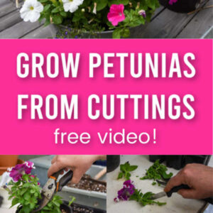 grow petunias from cuttings step by step photos
