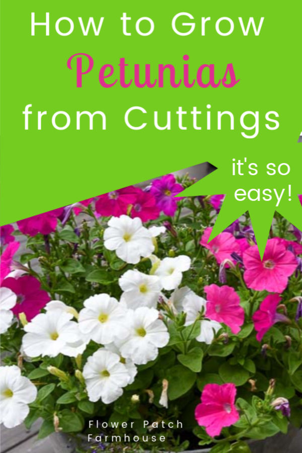 pink, white and fuchsia petunias in container