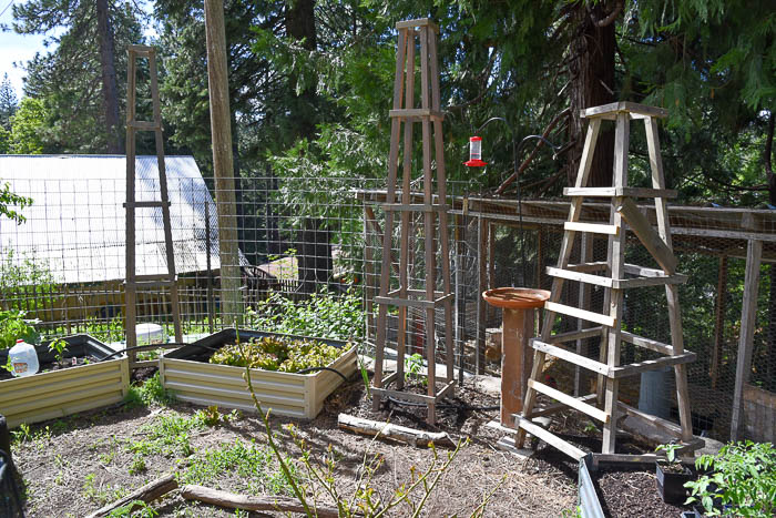 DIY tomato support obelisks in the garden