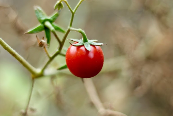 DIY Tomato Cage